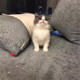 蓝白猫咪宠物猫英国短毛猫英短活体立耳正八子脸英短蓝白纯种猫p