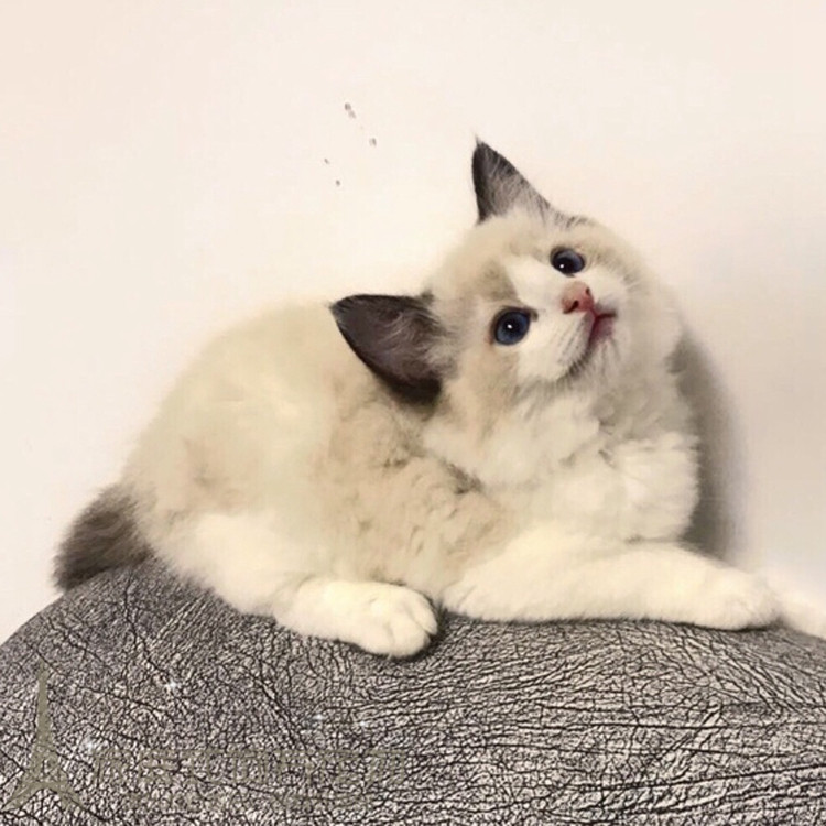 宠物活体小猫咪双色奶油色海豹色蓝眼山猫美国布偶猫幼猫幼崽w