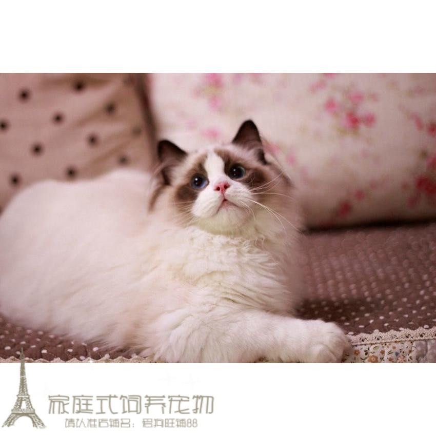 纯赛级血统蓝双色布偶猫幼猫出售纯种活体宠物猫咪幼崽布偶小猫p
