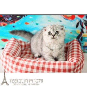 超萌银渐层折耳英短折耳活体宠物猫出售小猫咪苏格兰折耳猫活体g