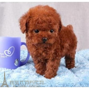 家养纯种红泰迪幼犬茶杯长不大 泰迪狗玩具型迷你赛级贵宾62p