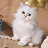 金吉拉幼猫活体纯种健康金吉拉宠物猫金吉拉宠物活体宠物幼猫p