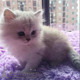 纯种金吉拉活体幼猫家养金吉拉长毛猫纯种宠物猫猫咪幼猫出售p