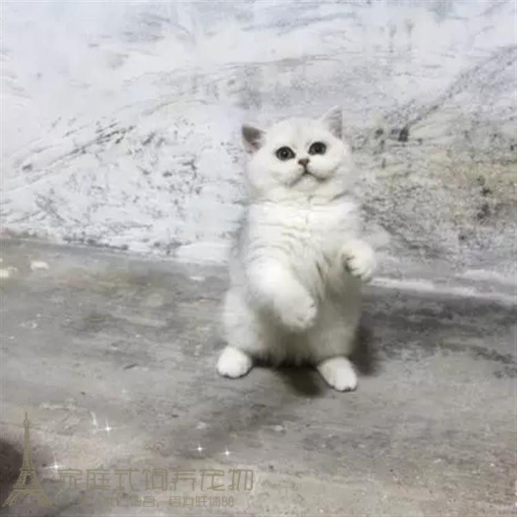 出售家养英短银渐层纯种幼猫活体英国短毛猫立耳宠物猫渐层英短p