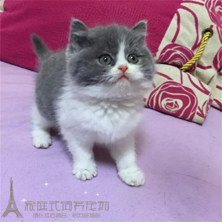 纯种英国短毛蓝白猫宠物猫幼猫活体英短蓝白双色正八字脸健康猫p