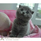 纯种英短短耳蓝猫 宠物英短蓝猫 猫咪p 蓝猫活体 英国短毛猫