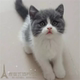出售英短宠物猫纯种英国短毛猫英短蓝白立耳猫活体幼猫血统纯正p