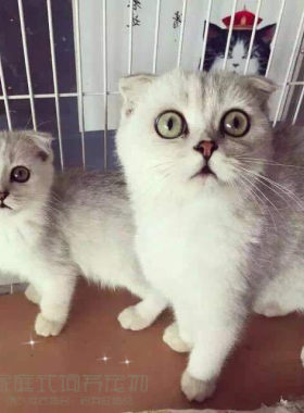 苏格兰折耳猫渐层猫英短渐层猫咪