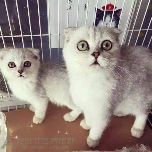苏格兰折耳猫渐层猫英短渐层猫咪