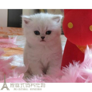英国短毛猫家养活体幼猫宠物猫绿眼渐层猫 纯种银渐层活体幼猫g