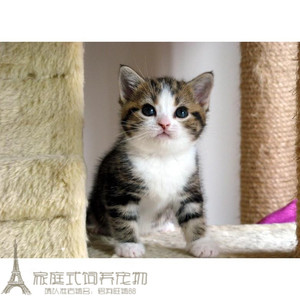纯种美短 美国短毛猫活体幼猫 家养纯种宠物猫虎斑标斑加白起司g