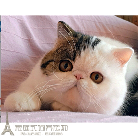 cfa猫舍出售加菲猫宠物猫咪异国短毛猫家养纯种短毛幼猫活体g