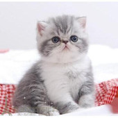 赛级加菲猫活体 异国短毛猫活体幼猫宠物猫蓝白加菲猫p 纯种