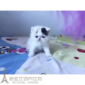 加菲猫宠物猫咪异国短毛猫纯种加菲幼猫活体妹妹支持上门选g