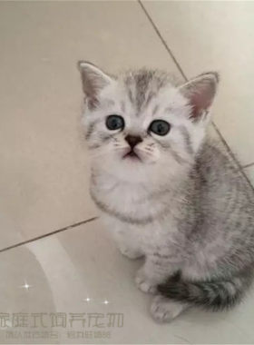 上海出售活体纯种渐层英国短毛猫