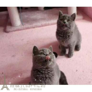 英国短毛猫英短蓝猫幼猫活体蓝猫猫咪