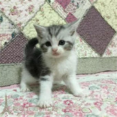 出售美国短毛猫美短虎斑加白家养纯种幼猫活体宠物猫银虎斑加白p