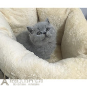 赛级纯种猫活体猫宠物猫苏格兰折耳纯蓝英国短毛猫幼猫英短蓝猫p