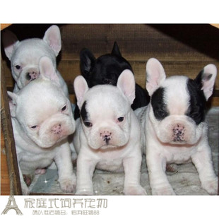个人家养赛级纯种宠物狗狗黑白花法国斗牛犬幼犬活体多色可选p