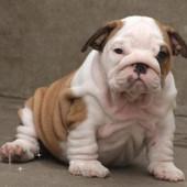 自家赛级帅气 英国斗牛犬幼犬活体宠物狗纯种英斗宝宝双血统p