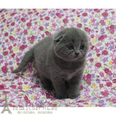 英国短毛猫 纯种英短蓝猫折耳猫幼猫活体英短折耳蓝猫英短活体p