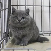 家养纯种英短蓝猫宠物猫活体蓝白猫英短蓝白活体幼猫英国短毛猫p
