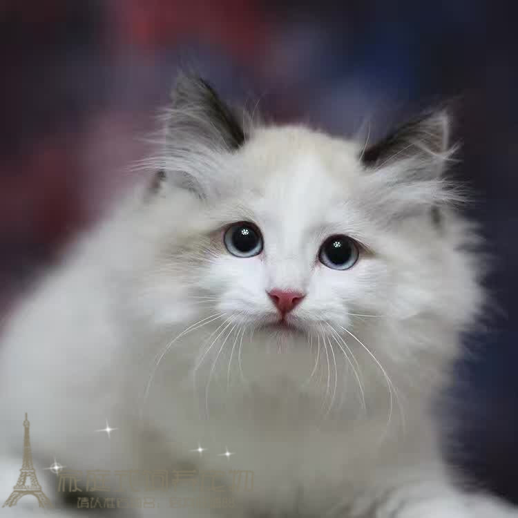 cfa布偶猫幼猫 纯种家养美国布偶宠物猫咪布拉多尔猫蓝双粉鼻p