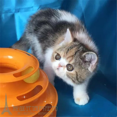 出售棕虎斑幼崽异国短毛猫包邮