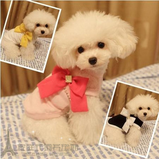 家养纯种红泰迪幼犬茶杯宠物狗泰迪狗玩具型迷你赛级灰色贵宾49p