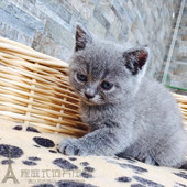 英短蓝猫宠物猫蓝色英短立耳猫纯种英国短毛猫幼猫活体出售p