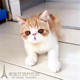 纯种加菲猫活体宠物小猫咪异国短毛猫红白水滴眼幼猫公猫加菲猫p