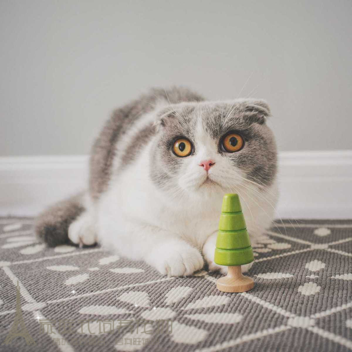 英国短毛猫纯种猫 蓝白八字脸蓝猫 折耳猫英短蓝白活体幼猫p