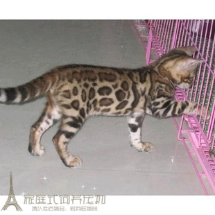 纯种宠物猫孟加拉豹猫幼猫幼崽包健康p 出售赛级宠物活体小猫咪