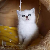 宠物猫渐层英短英国短毛猫活体宠物猫纯种英短银渐层幼猫出售p