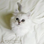 出售金吉拉幼猫纯种家养银渐层长毛绿眼宠物猫活体猫咪血统纯正p