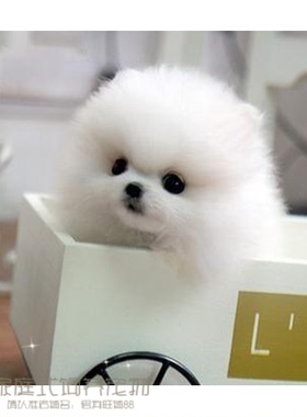 本地家养纯种博美幼犬长不大袖珍犬迷你狐狸宠物狗可上门挑p