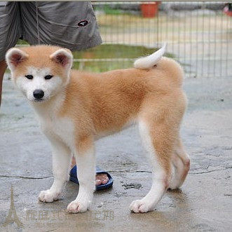 出售纯种日本秋田犬幼犬宠物狗狗忠诚伴侣犬忠犬八同款血统纯正w