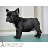 纯种黑色法牛双血统法国斗牛犬狗狗法斗幼犬活体家养赛级宠物狗p