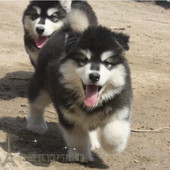 专业家养宠物狗帅气阿拉斯加雪橇犬幼犬狗狗活体宠物狗狗出售p