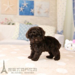 纯种茶杯型巧克力泰迪熊袖珍贵宾贵妇犬幼犬活体宠物狗g