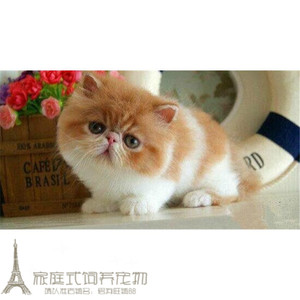 注册猫舍出售加菲猫宠物猫异国短毛猫家养纯种加菲幼猫活体赛级g