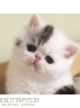 宠物猫咪活体加菲猫活体猫咪纯种宠物猫异国短毛猫家养幼猫p