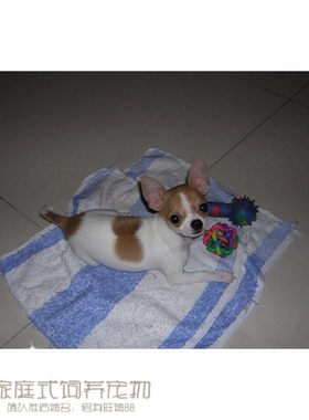 纯种吉娃娃活体幼犬宠物狗狗