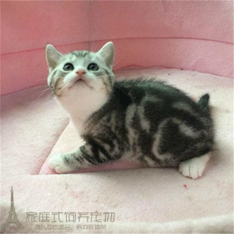 宠物活体小猫咪纯种美国短毛猫标斑银虎斑美短加白立耳幼猫出售p
