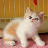 扁脸猫 出售纯种加菲猫 幼猫活体 宠物猫 咖啡猫p 异国短毛猫