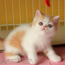 出售加菲猫异国短毛猫宠物猫扁脸猫1