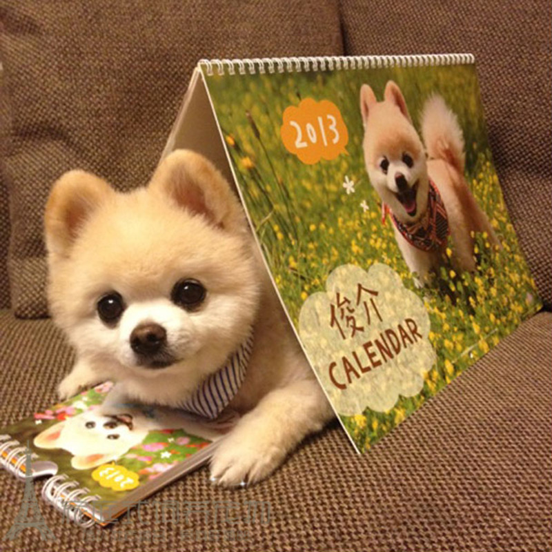 茶杯犬球体纯种博美犬博美俊介幼犬活体宠物狗健康p 家庭式饲养宠物 淘优券