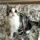 美国短毛猫美短加白起司猫折耳猫布偶猫暹罗高地宠物猫活体幼猫p
