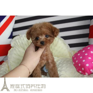 纯种贵宾犬泰迪犬红棕色泰迪狗宠物狗活体幼犬玩具体泰迪幼犬p