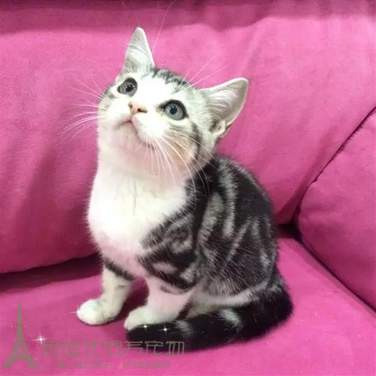 美国短毛猫/美短加白妹妹/美短起司/起司猫/虎斑纹美短/纯种猫p